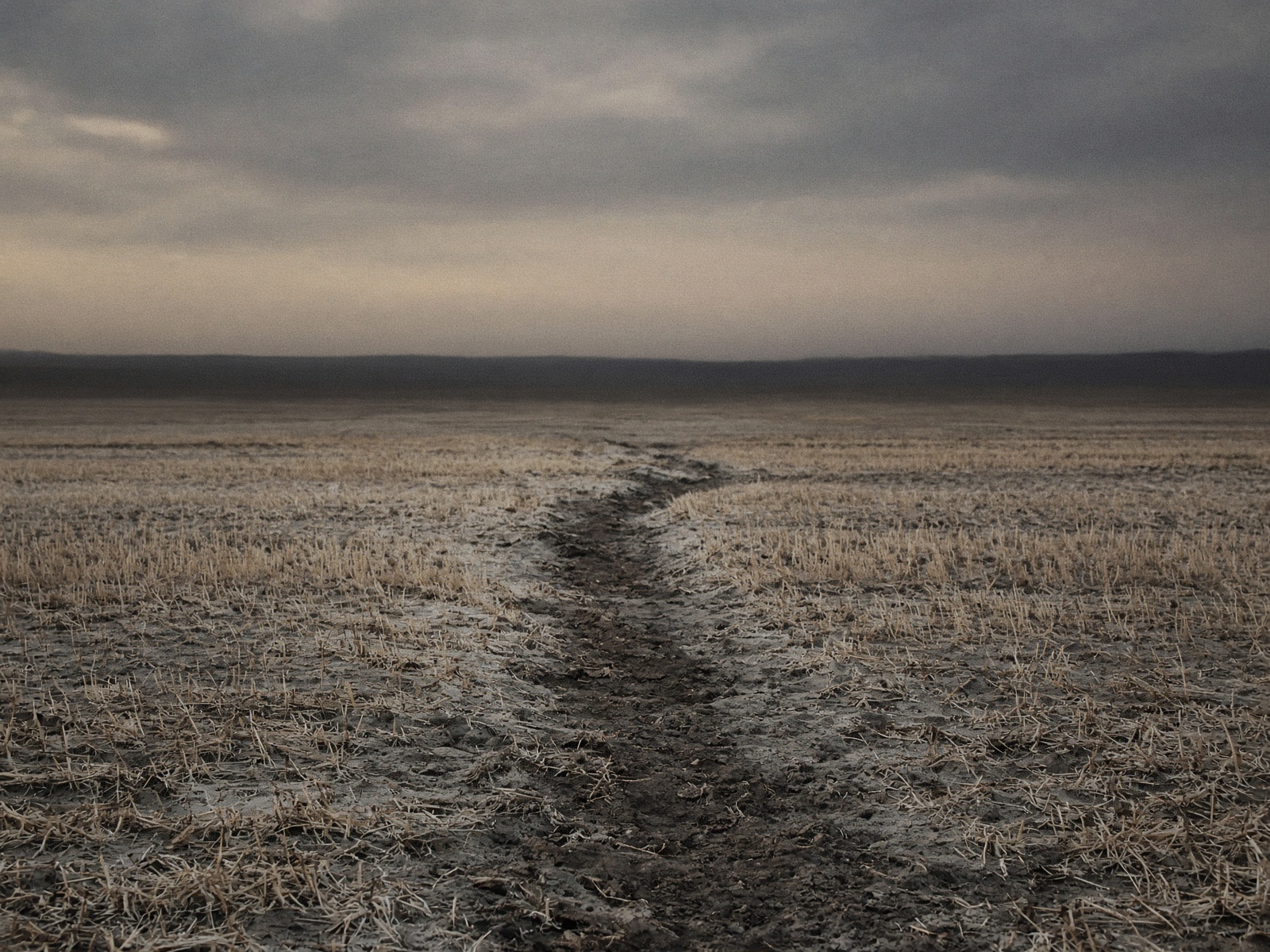 A dry foot-track across pale stubble toward a dim horizon, no fruit, no blossom.