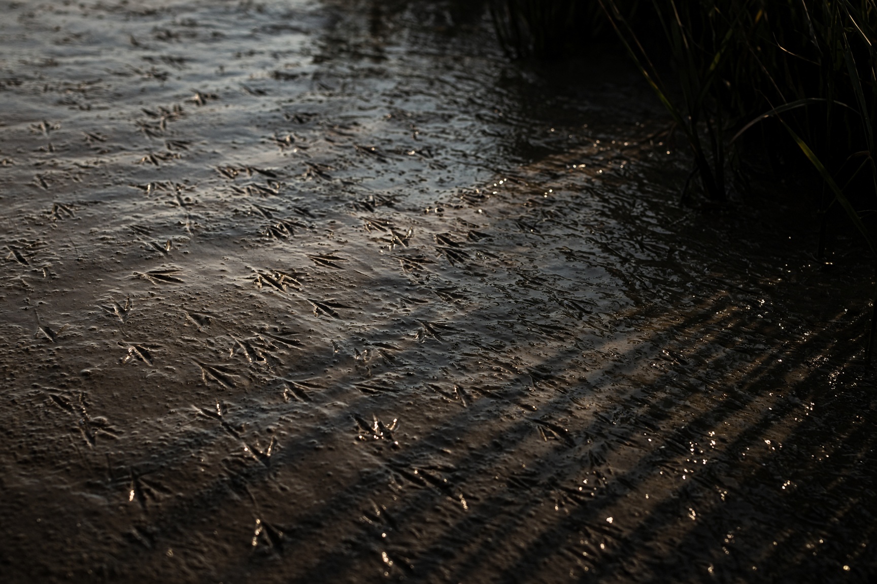 Close silt, overlapping bird tracks, water catching the last light.