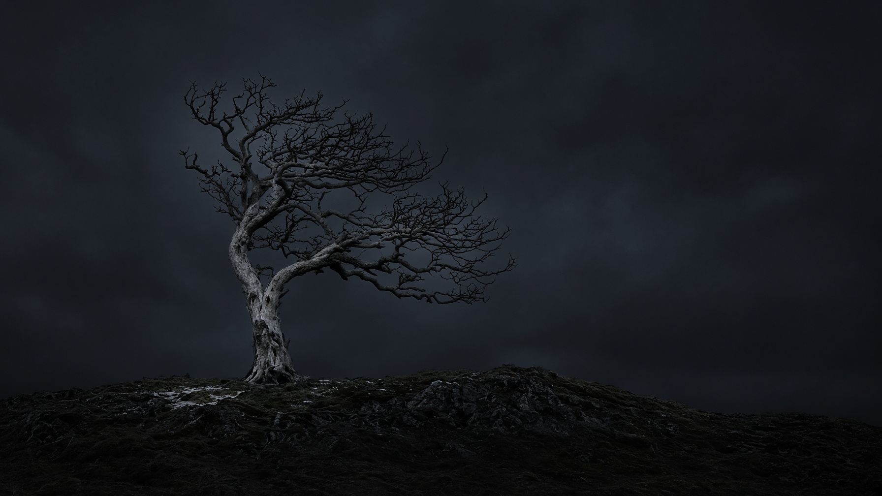 A windswept tree on a dark ridge at night.