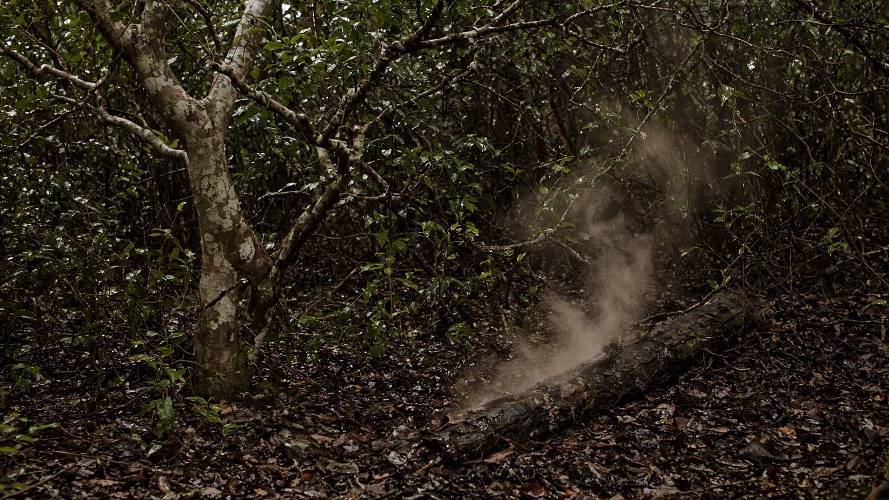 Wet understorey after rain, pale bark, leaf litter, steam from quenched wood.